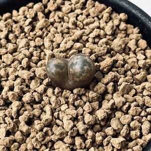 AFRmtBc yV_ pfBJ[*1.5cm