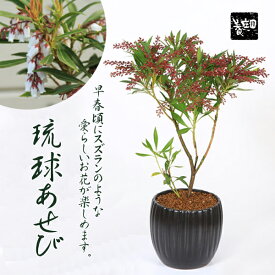 盆栽：モダン盆栽 琉球あせび*＜モダン陶器黒深鉢＞(2026年開花終了)馬酔木リュウキュウアセビ鉢花鉢植えお花見誕生日祝春和モダンbonsai