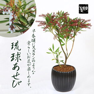 ~́F_~ *_퍕[(2024NtJԗ\)n؃ELEAZrԔAԌajta_bonsai