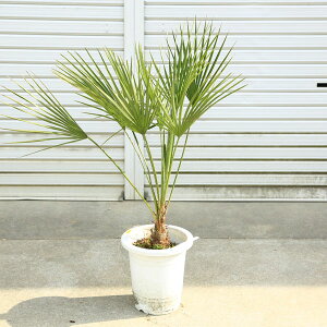 特大庭木 植木 :チャメロプス・フミリス ヤシの木* 現品限り! 佐川急便発送 ちゃめろぷす 椰子