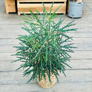  ϗtAFAA GKX JSJo[*oXPbg