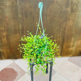 おしゃれ　観葉植物：コドナンテ　クラシフォリア*5号 吊り鉢