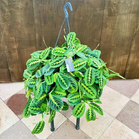 おしゃれ　観葉植物：マランタ レウコネウラ レモンライム*8号　吊り鉢