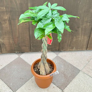 @ϗtAF˂pL*7 v|bg@lWpL