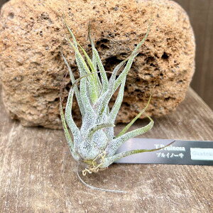  ϗtA GA[vcF`WA vCm[T OAe}S*GAvc eBWA