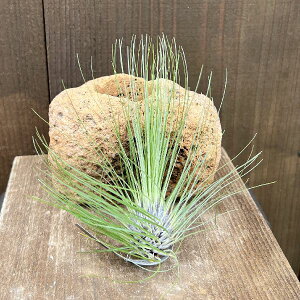  ϗtA GA[vcF`WA tBtHA*GAvc eBWA