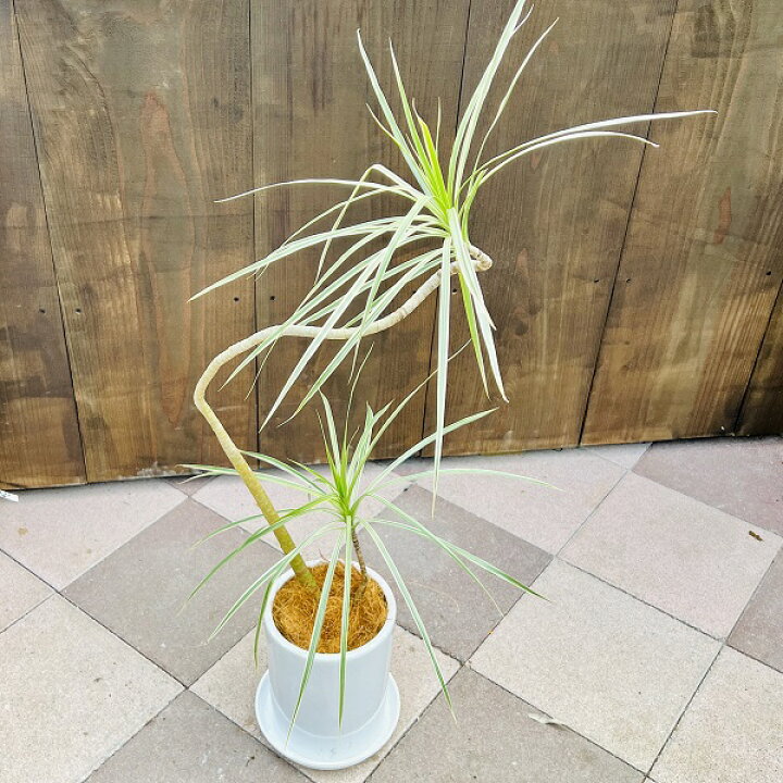 楽天市場】おしゃれ 観葉植物：ドラセナ コンシンネ ホワイボリー 