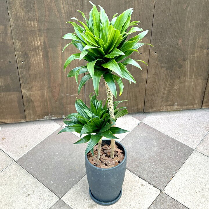 楽天市場】おしゃれ 観葉植物：ドラセナ コンパクタ*陶器鉢 受皿付  