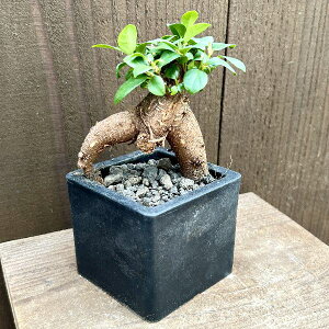 おしゃれ 観葉植物:ガジュマル 鉢植え*プラキューブBK