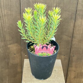 鉢花 観葉植物：リューカデンドロン　ストロベリーフェア*5号 リュウカデンドロン