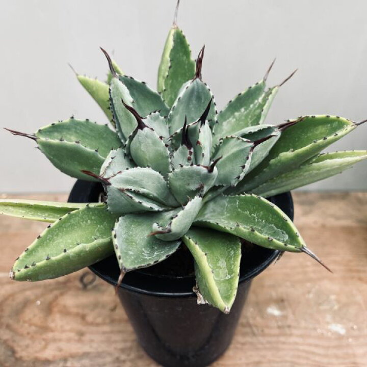 楽天市場】多肉植物：アガベ ポタトルム キュービック*幅15cm 現品 