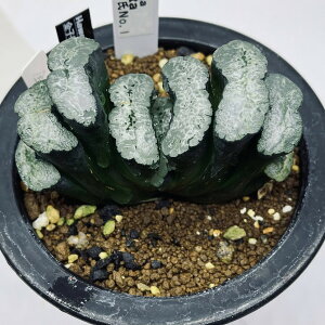 AFnI`A@ʐ@qNo.1*8.5cm@iIi