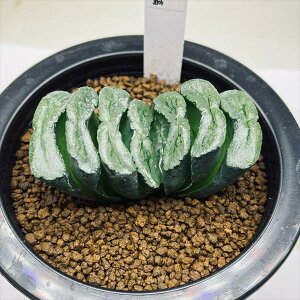 AFnI`A@ʐ@Ύ*7cm@iIi