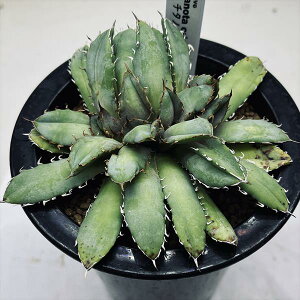 �������������A���F�A�K�x�@�`�^�m�^�ԉ�*��12cm�@���i�I��i����