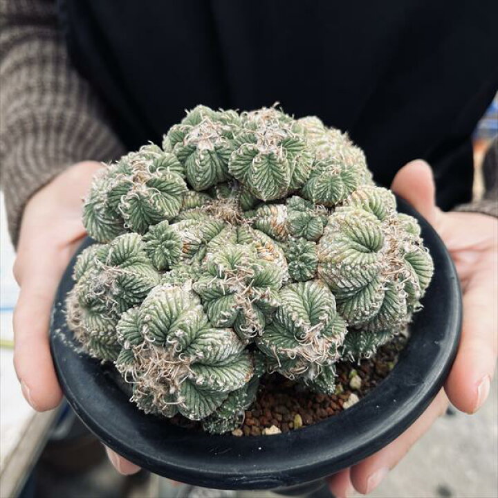 楽天市場】サボテン：アズテキウム 花籠（はなかご）*幅11cm 現品 