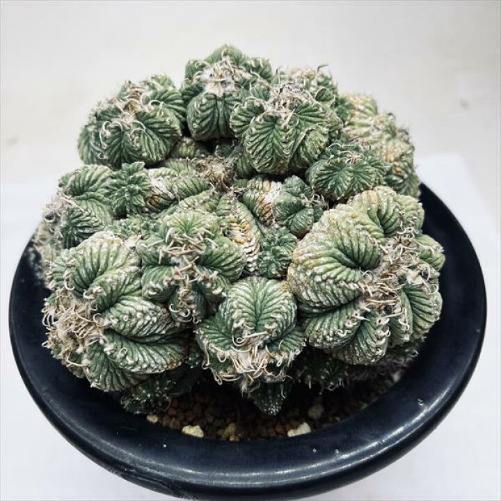 楽天市場】サボテン：アズテキウム 花籠（はなかご）*幅11cm 現品 
