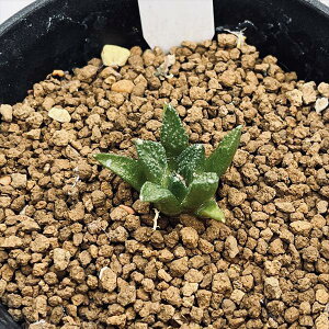 T{eFAIJvX TbO qgj[@*3.5cm@iIi