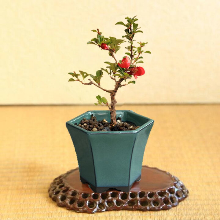 楽天市場】ミニ盆栽：長寿梅*(みどり反六角陶器鉢) 花盆栽木瓜ぼけ赤花 
