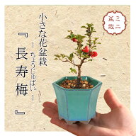 ミニ盆栽：長寿梅*(みどり反六角陶器鉢) 花盆栽木瓜ぼけ赤花ボケ縁起鉢花プレゼントにもbonsai