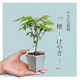 ミニ盆栽：けやき*（白反六角陶器鉢） 欅ケヤキ雑木bonsai