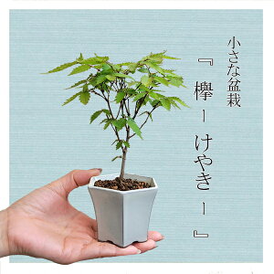 ~j~́F₫*iZp픫j OPLGbonsai