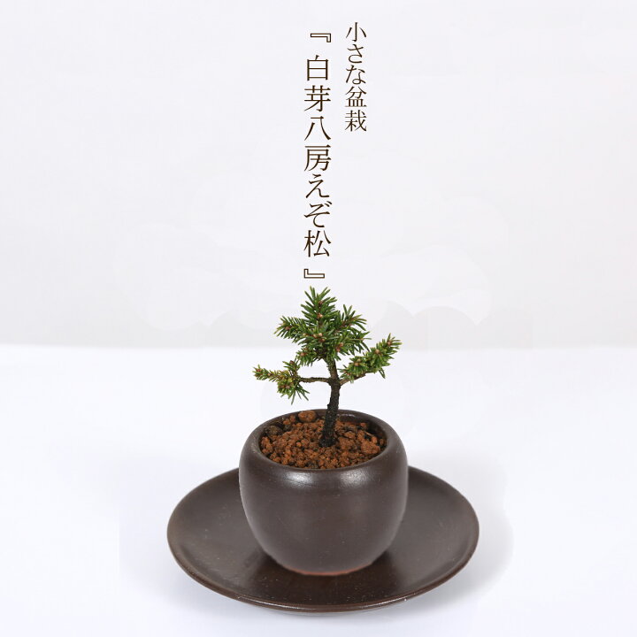 楽天市場】ミニ盆栽：白芽八房えぞ松*＜受け皿付き＞丸陶器鉢 蝦夷松 