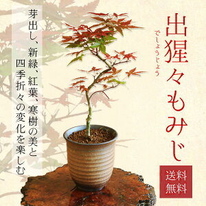 xĂ߂ hV̓ Mtgyo׉z~́FóX݂*(݌ÏăCuV[) yzmomiji@~W@gt@bonsai