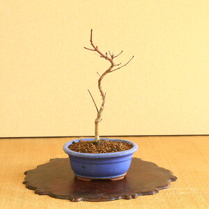 盆栽：出猩々もみじ曲*(水色縁付楕円陶器鉢) momiji　モミジ　紅葉　bonsai