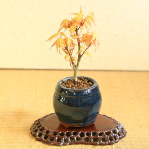 ミニ盆栽：桂もみじ（青壺形陶器鉢）*　紅葉　モミジ　momiji　bonsai