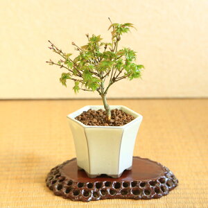 【父の日ギフト】ミニ盆栽：清姫もみじ（白反六角陶器鉢）*　紅葉　モミジ　momiji　bonsai