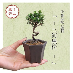 ミニ盆栽：三河黒松*（土物反六角陶器鉢）鉢植え　お試しおためし盆栽にも Mikawa black pine bonsai