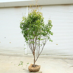 @؁EA؁EV{c[F΃GS̖؁igLGSj*@P؁@}֑^i@̂