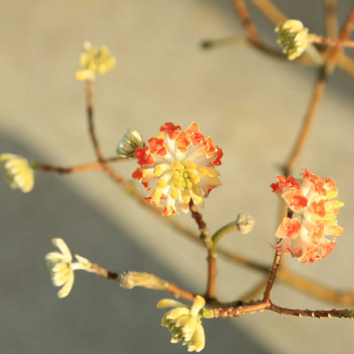 楽天市場】特撰庭木：赤花ミツマタ（三又）大株 樹高：約60cm *佐川 