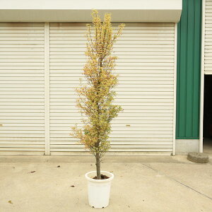 @؁EA؁FӒ̕~Wi傤̂܂j*@̂܂ܒu|bg@}֔@iIR`Em}C gt