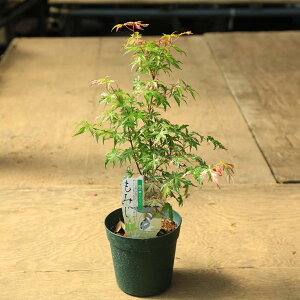 ؁EA؁@ ؕcF߂̕~Wi̂܂j*݂@gt@cm}C |bg