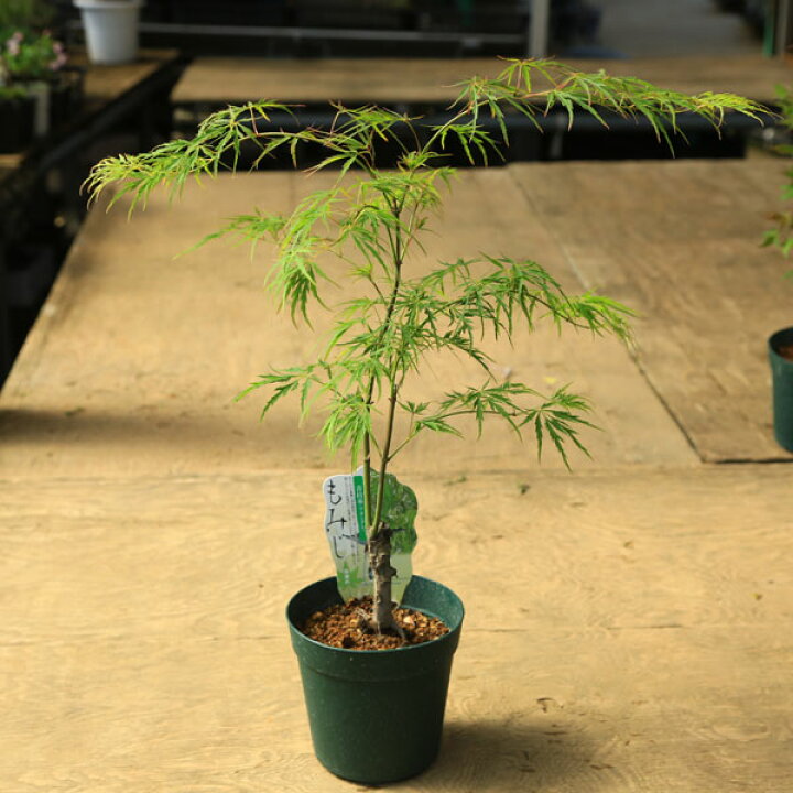 楽天市場】庭木・植木 庭木苗：青枝垂れモミジ（青しだれ）*あおしだれ 