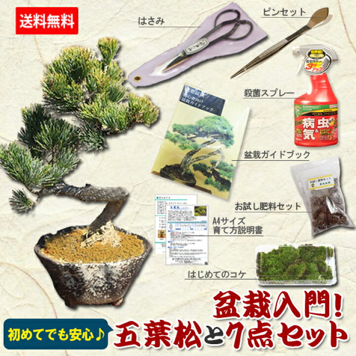 楽天市場】【即日出荷可】盆栽入門！初心者、盆栽はじめる方にも：小品 