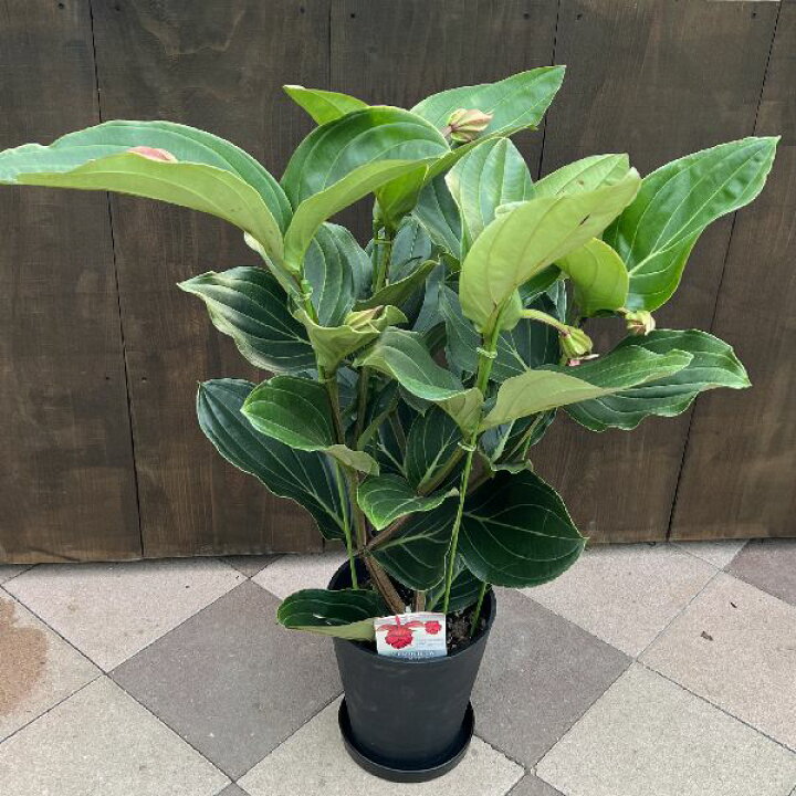 楽天市場】希少 新品種 観葉植物：メディニラマグニフィカ・フラメンコ 