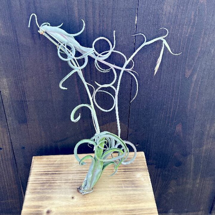 楽天市場】観葉植物：チランジア エアープランツ インターメディア 