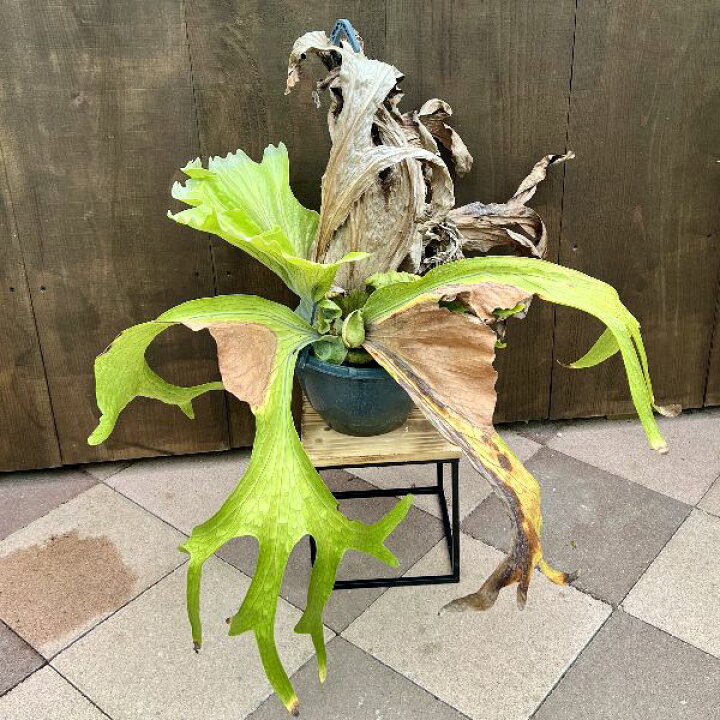 楽天市場】おしゃれ 観葉植物：ビカクシダ コウモリラン スパーバム  