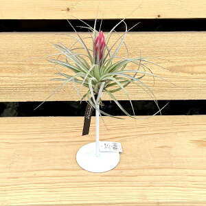  G u ށFGAvcX^h*WHT `WA X^h GA[vcX^h