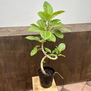 @ϗtAFtBJX@AeV[}*7@v|bg@^}g