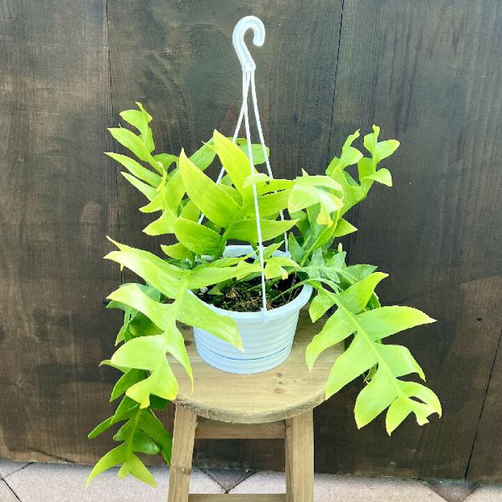 楽天市場】おしゃれ 観葉植物：エピフィラム クリソカルディウム*5号 