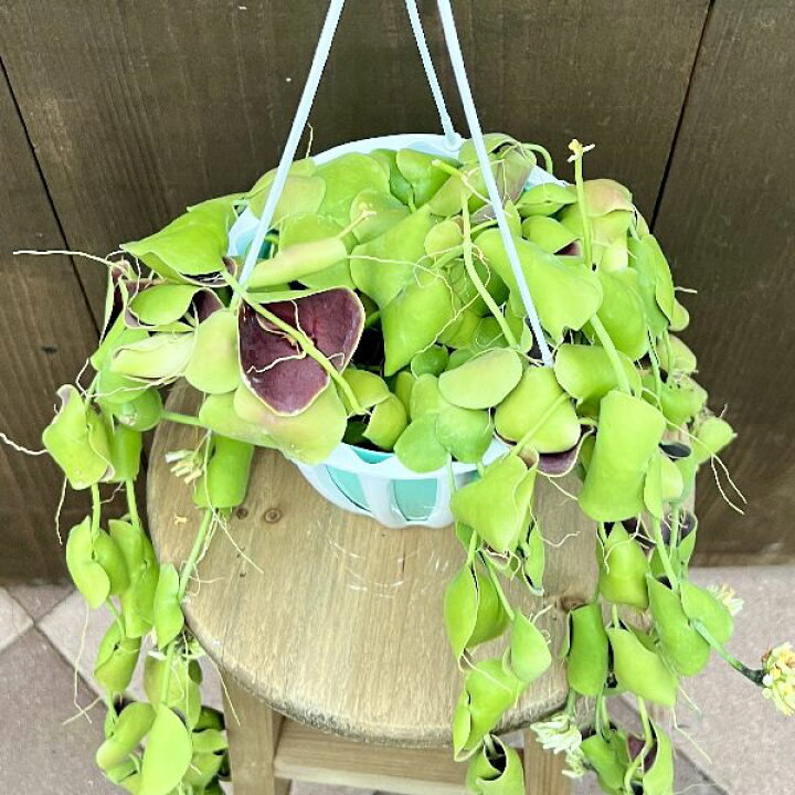 楽天市場】おしゃれ 観葉植物：ディスキディア インブリカータ*吊り鉢 