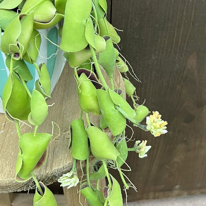 楽天市場】おしゃれ 観葉植物：ディスキディア インブリカータ*吊り鉢 