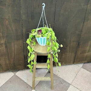 @ϗtAFfBXLfBA CuJ[^*݂蔫@5@Dischidia imbricata