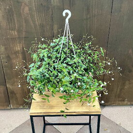 おしゃれ　観葉植物　鉢花：ブライダルベール*5号　吊り鉢