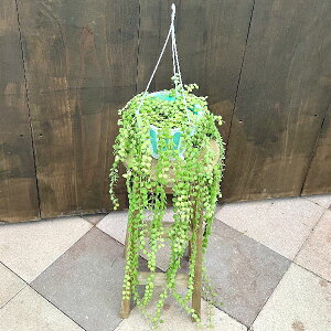  ϗtAFfBXLfBA kA *݂蔫 5