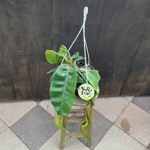 󏭕i@ϗtA@HAFEc{JY@lyeX@_CGAi@݂蔫*7@lyVX