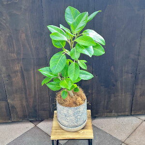 @ϗtAFtBJX@AeV[}*A@Mt@RRV